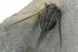 Spiny Cyphaspis Trilobite - Multi-Toned Shell Coloration #245936-5